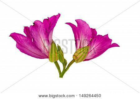 Closed up pink Bauhinia purpurea isolate flower or Butterfly Tree Orchid Tree isolated on white background.Saved with clipping path.