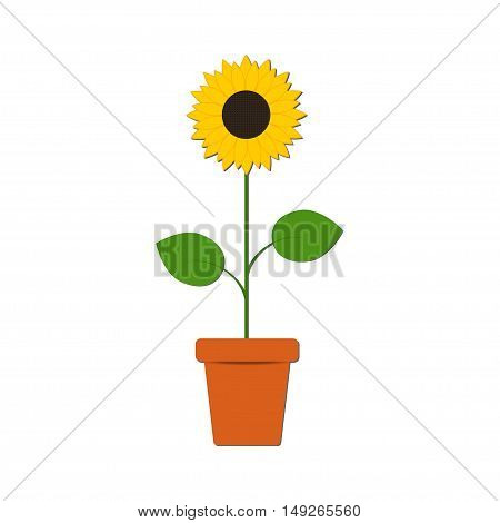 Sunflower in the pot on the white background