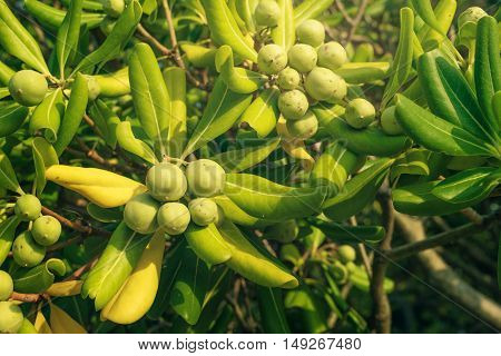 Oleaster shrub with olive like fruit common live fencing plant on Adriatic coast region