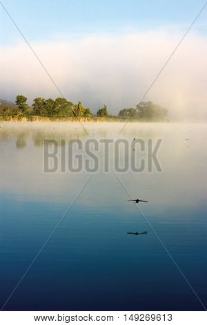 Swifts above water. Flock of birds flying over river in morning mist. Beautiful summer rural landscape. Foggy mystical weather