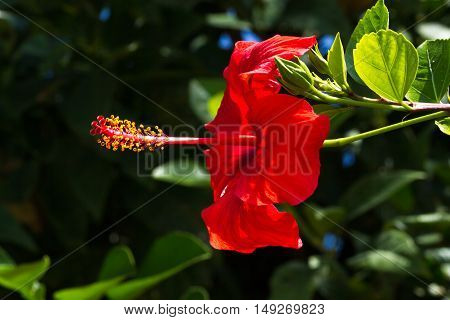 Macro photo oh hibiscus plant. Red color on black background