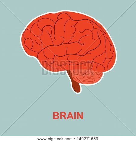 Internal human organ brain. Poster for medicine.