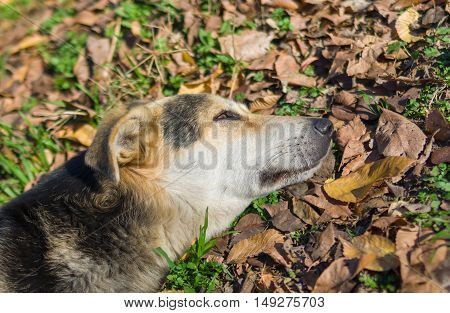 Stray dog's short relaxation under autumnal sun