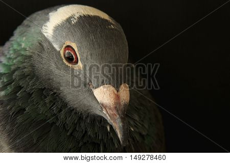 angry eyes of speed racing pigion bird