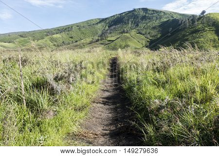 April 5 2016 Savana, Bromo Tengger East Java National Park.