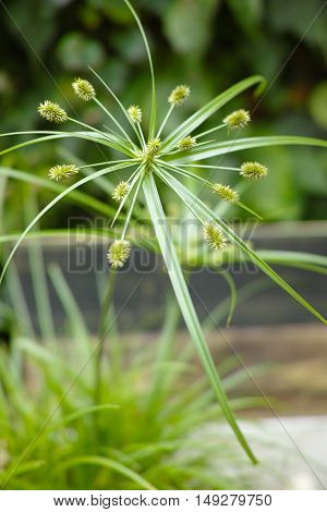 Close up view papyrus green plant cat grass