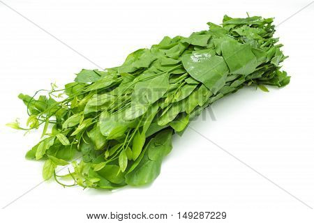 Pak-wan a plant of the family Euphorbiaceae, Melientha suavis Pierre, Vegetable for cooking on white background