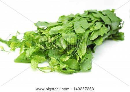 Pak-wan a plant of the family Euphorbiaceae, Melientha suavis Pierre, Vegetable for cooking on white background