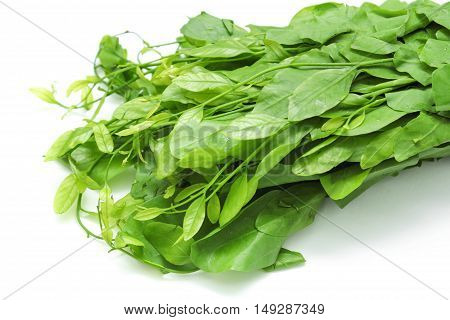 Pak-wan a plant of the family Euphorbiaceae, Melientha suavis Pierre, Vegetable for cooking on white background