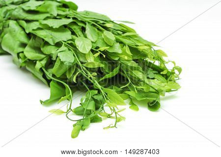 Pak-wan a plant of the family Euphorbiaceae, Melientha suavis Pierre, Vegetable for cooking on white background