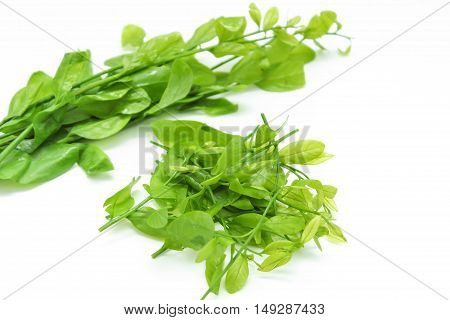 Pak-wan a plant of the family Euphorbiaceae, Melientha suavis Pierre, Vegetable for cooking on white background