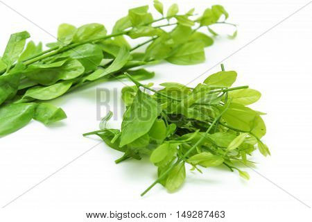 Pak-wan a plant of the family Euphorbiaceae, Melientha suavis Pierre, Vegetable for cooking on white background