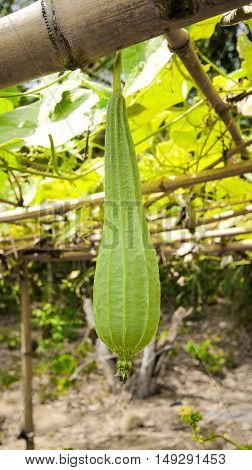 Luffa acutangula in the garden with light, dishcloth gourd, Luffa cylindrica