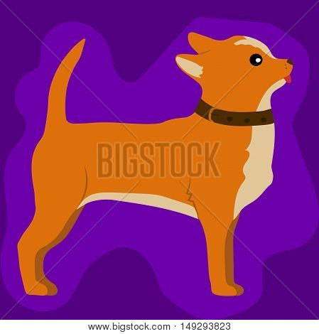 High quality original trend vector illustration of a cute little chihuahua dog