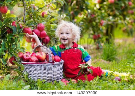 Child picking apples on farm in autumn. Blond curly little boy playing in apple tree orchard. Kids pick fruit in a basket. Toddler eating fruits at fall harvest. Outdoor fun and healthy nutrition.