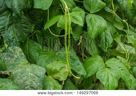 fresh green yardlong bean tree and fruit in the garden