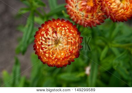 Helichrysum Paper Daisy Straw Flower.