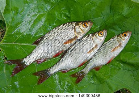 Three Common Rudd Fish On Natural Background.