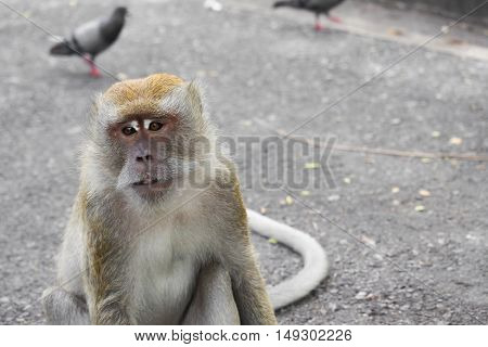 monkey nature beautiful in garden Thailand . Closeup