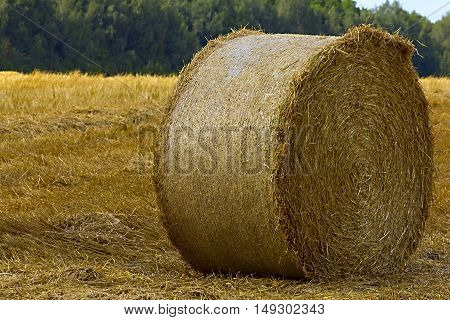 A farm field with a crop of grain / straw gathered into hay bale