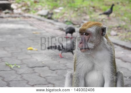 monkey nature beautiful in garden Thailand . Closeup