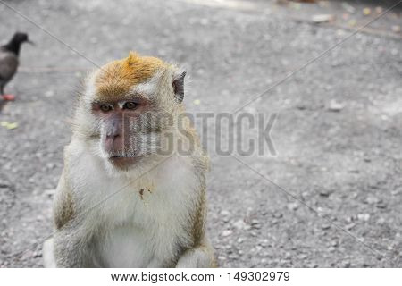 monkey nature beautiful in garden Thailand . Closeup