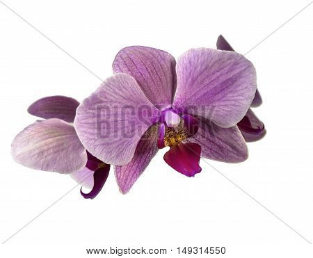Orchid flower purple on a white background.