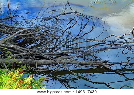 Reflection blue sky and clouds in river, trunks and branches in the river, Cottonwood Island Park, Prince George, Canada