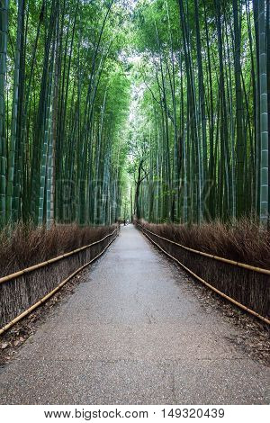 Holiday in Japan - Summer Autumn Transit in Arasiyama Sagano Bamboo, Kyoto