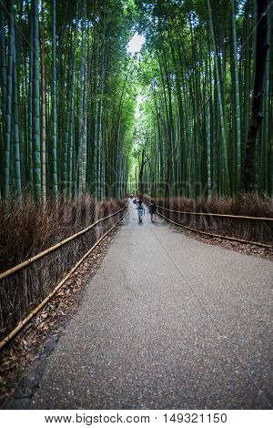 Holiday in Japan - Summer Autumn Transit in Arasiyama Sagano Bamboo, Kyoto
