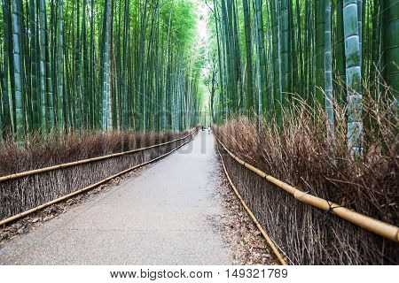 Holiday in Japan - Summer Autumn Transit in Arasiyama Sagano Bamboo, Kyoto
