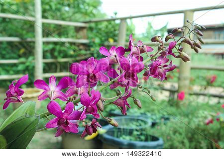 Dendrobium sonia, purple orchid in a garden