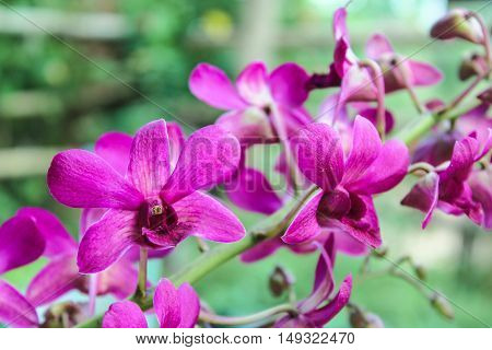 Dendrobium sonia, purple orchid in a garden