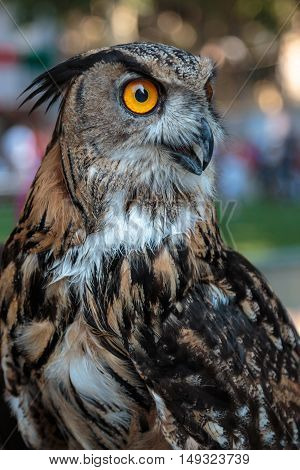 Buff Eurasian Eagle-owl with Orange Eyes, Animal Theme