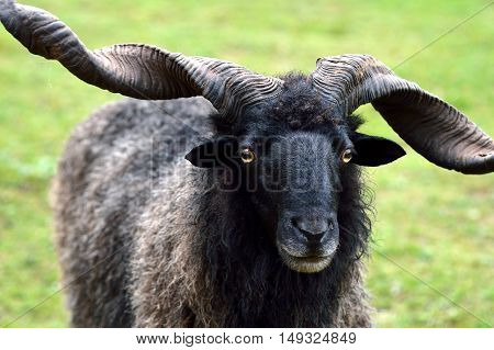 Male goat standing face forward. Goat standing in a meadow.