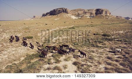 Aerial photo from flying drone of a group of thoroughbred horses on pasture in countryside with beautiful nature. Meadow with animals near big cliff rock against clear wonderful blue sky