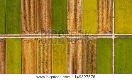 Aerial top view photo from flying drone of a land with sown green fields in countryside in spring day. Land with grown plants of paddy