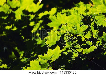 Green leaves in the sun in the middle of spring