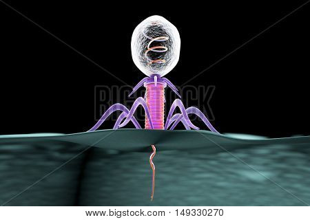 Bacteriophage infecting bacterium, 3D illustration which shows the process of insertion DNA into bacterial cell