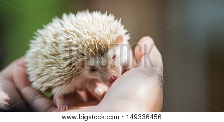 nice and cute sleepy African pygmy hedgehog rolled up in his hand at his breeder cuddling and socializing