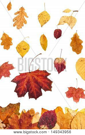 Many Autumn Leaves Falling On Leaf Litter