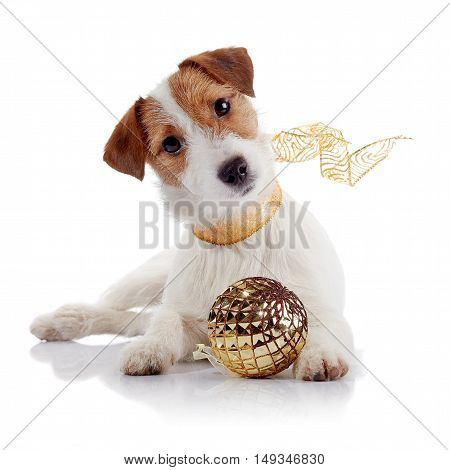 The small doggie of breed a Jack Russell Terrier and Christmas ball
