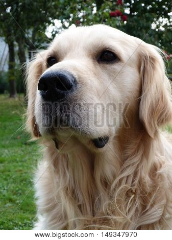 Sweetheart golden retriver in his best pose