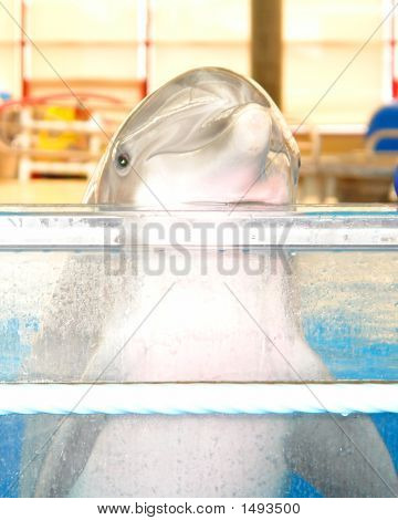 海豚