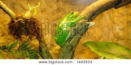 Frog2