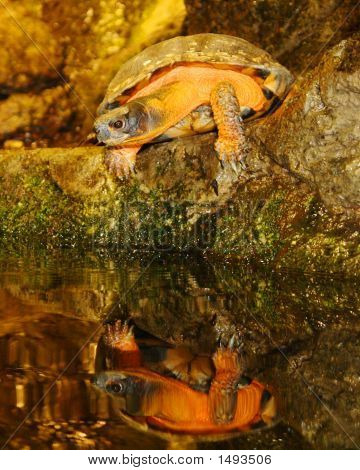 Turtle2