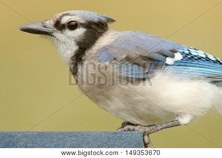 Close-up of a Blue Jay (corvid cyanocitta) on a feeder with a green background