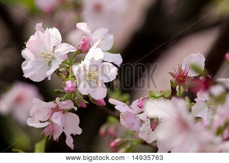 Isolare i fiori di ciliegio con colore sfondo bello