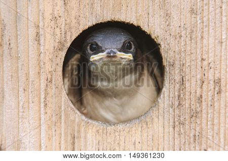 Baby Tree Swallow (tachycineta bicolor) looking out of a bird house