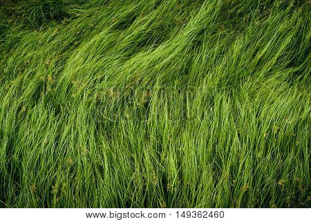 Cocograss close up beautiful green Nut grass pattern from garden